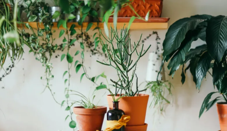 Unlock the secrets of simple and effective plant care with our comprehensive guide. Learn essential tips for nurturing your plants to thrive, creating a green haven in your home or garden.