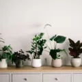 Unlock the healing power of indoor plants for mental wellbeing. Learn how incorporating greenery into your space can promote relaxation, reduce stress, and enhance overall mental health.