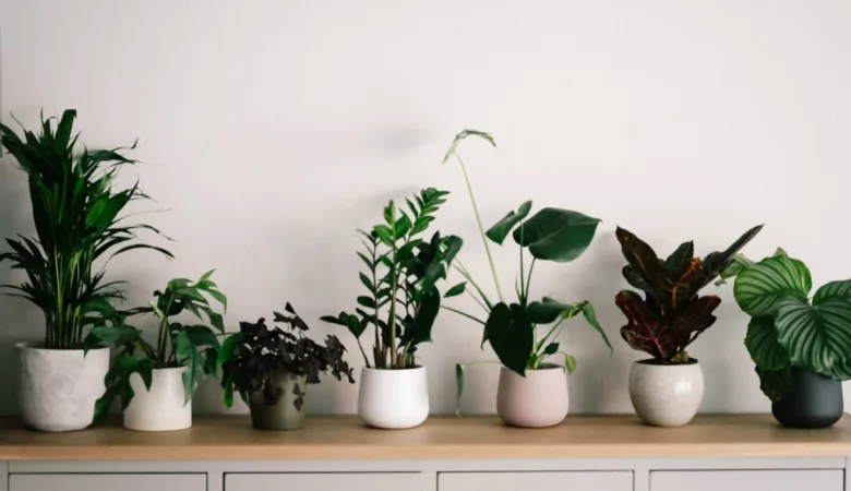 Unlock the healing power of indoor plants for mental wellbeing. Learn how incorporating greenery into your space can promote relaxation, reduce stress, and enhance overall mental health.