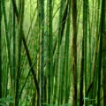 Uncover the remarkable benefits of bamboo in the fight against climate change. Learn how this versatile and sustainable resource contributes to environmental conservation and supports a greener future.