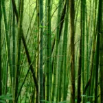 Uncover the remarkable benefits of bamboo in the fight against climate change. Learn how this versatile and sustainable resource contributes to environmental conservation and supports a greener future.