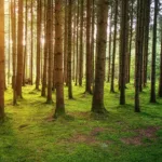 Explore the crucial role of forests in climate regulation. Learn how forests act as carbon sinks, support biodiversity, and play a vital role in mitigating climate change impacts.