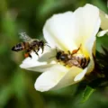 Unlock the mysteries of the honeybee world through the fascinating waggle dance. Delve into the secret language of honeybees as they communicate directions and share vital information within the hive.