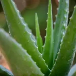 Uncover the potent healing power of Aloe Vera with insights into its medicinal uses. Explore the myriad benefits for skin, digestion, and overall well-being.