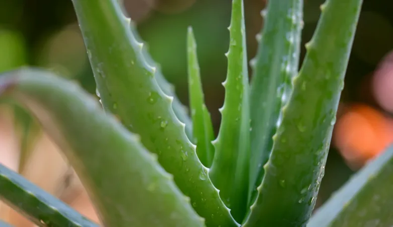 Uncover the potent healing power of Aloe Vera with insights into its medicinal uses. Explore the myriad benefits for skin, digestion, and overall well-being.