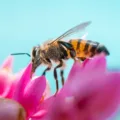Uncover the incredible impact of bees on our ecosystem. Delve into the vital role these pollinators play in sustaining biodiversity, agriculture, and the delicate balance of nature.
