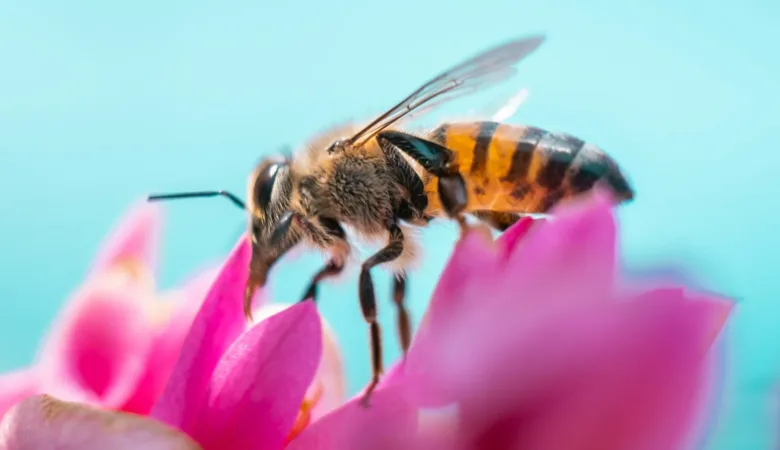 Uncover the incredible impact of bees on our ecosystem. Delve into the vital role these pollinators play in sustaining biodiversity, agriculture, and the delicate balance of nature.