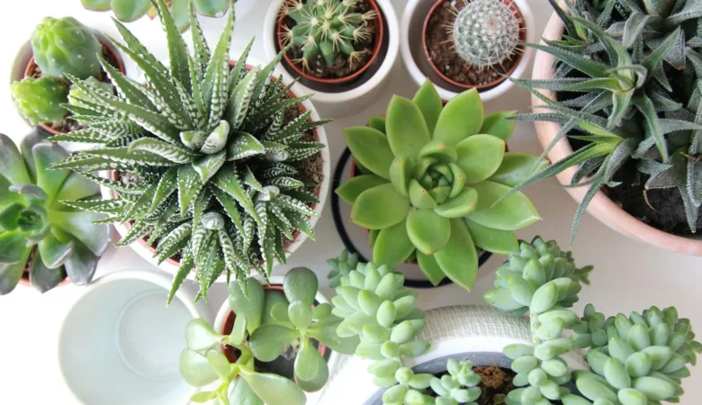 Explore the top indoor plants renowned for enhancing air quality. Discover how these houseplants not only beautify your space but also contribute to a healthier and fresher indoor environment.