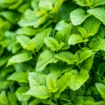 Explore the calming effects of lemon balm, a natural stress reliever. Learn how this aromatic herb can promote relaxation and alleviate anxiety in daily life.