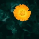 Unlock the wonders of Calendula Officinalis in skincare. Learn how this potent botanical can soothe, heal, and rejuvenate your skin, naturally.
