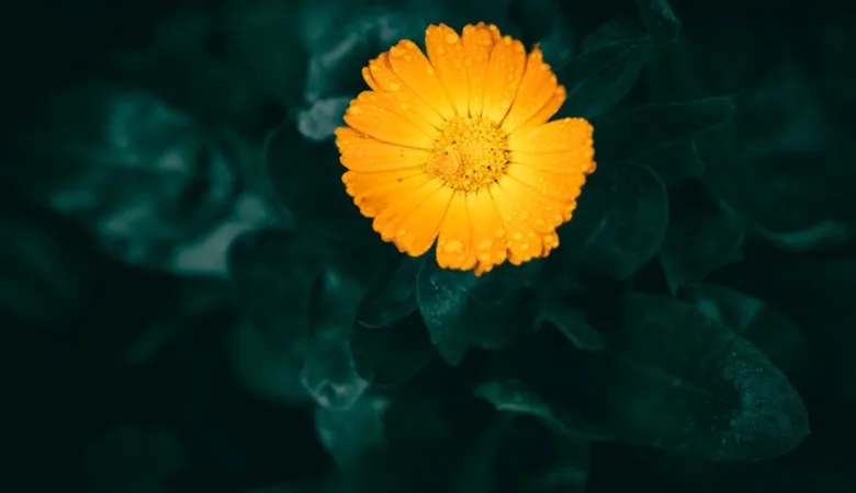 Unlock the wonders of Calendula Officinalis in skincare. Learn how this potent botanical can soothe, heal, and rejuvenate your skin, naturally.
