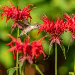 Learn about the numerous benefits of growing bee balm plants. From attracting pollinators to adding vibrant color to your garden, discover why bee balm is a must-have for any gardener.