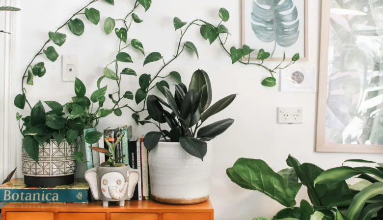 Explore the top 5 starter plants perfect for beginners. Learn how to care for these easy-to-grow houseplants that will thrive in any home.